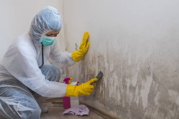 Best Mold Damage Restoration  in Tyrone, GA
