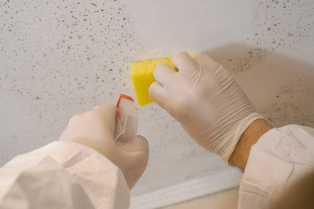 Biohazard Mold Removal in Tyrone, GA