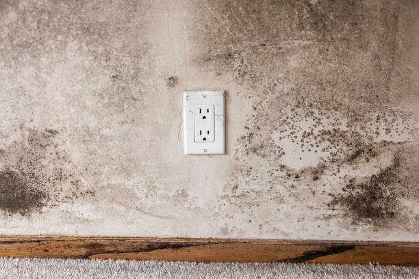 Best Mold Damage Restoration  in Tyrone, GA