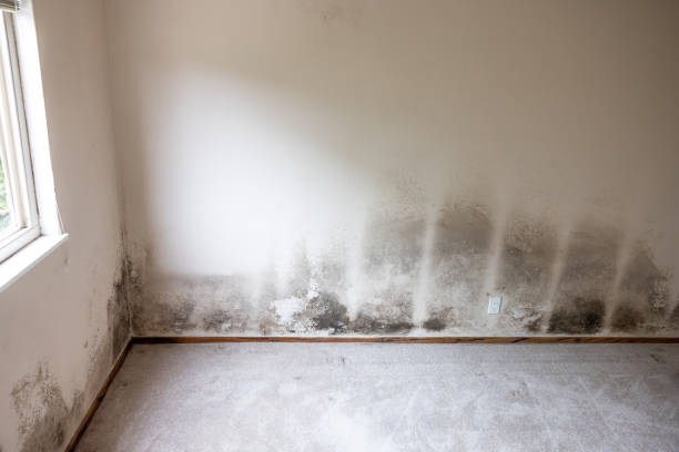 Tyrone, GA Mold Removal Company