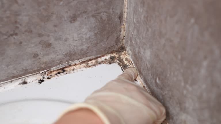 Best Basement Mold Removal  in Tyrone, GA